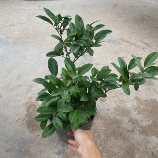 Cây chanh tứ quý (chanh ta) tán xum (Cây như hình)
