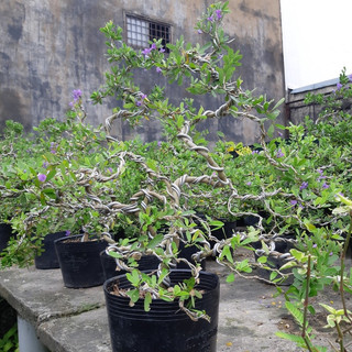 Linh sam bonsai lớn SIÊU BÔNG