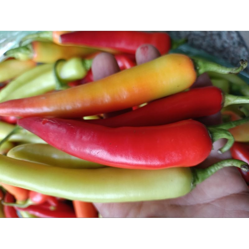 Ớt sừng Huế ớt Ba Tri ớt bống