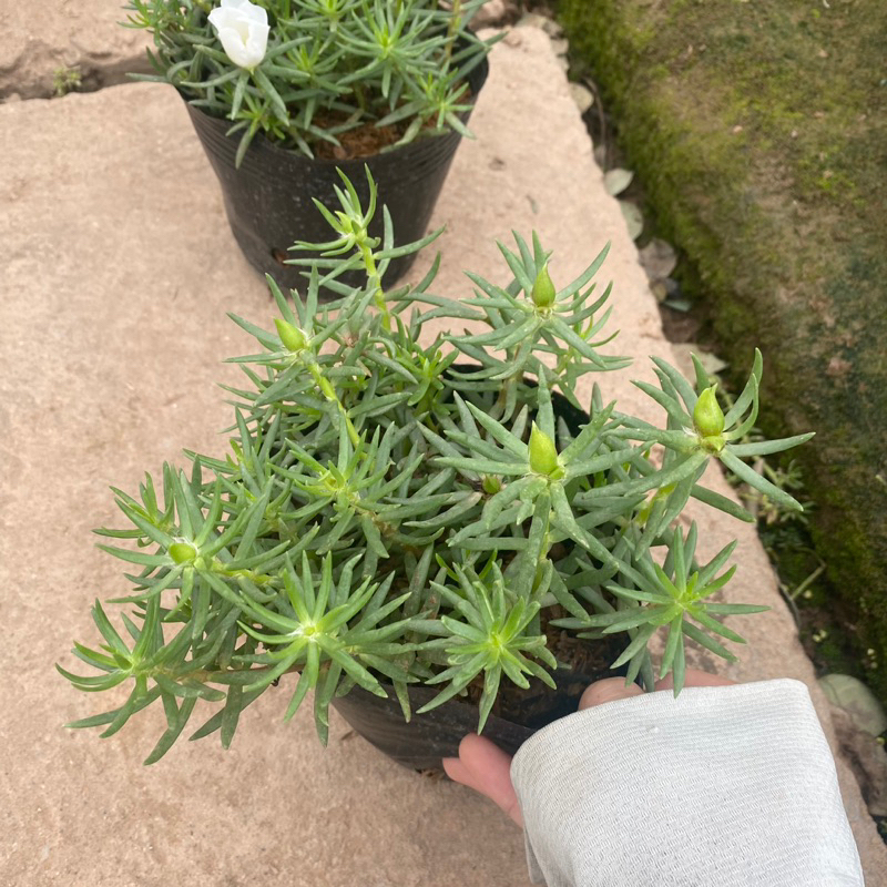 Cây hoa mười giờ mỹ , hoa 10h mỹ đơn đang có nụ và hoa