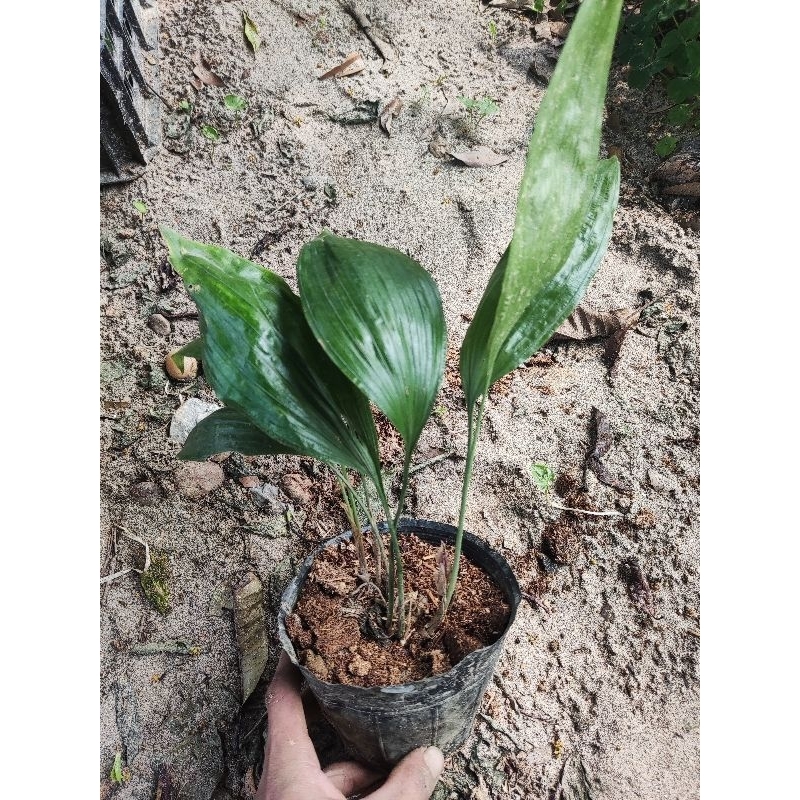 Địa lan hoa trắng