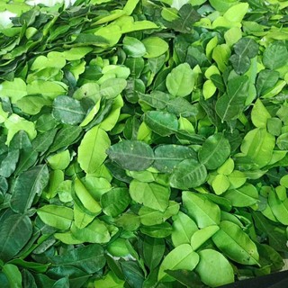 lá chúc lá chanh thái 1kg