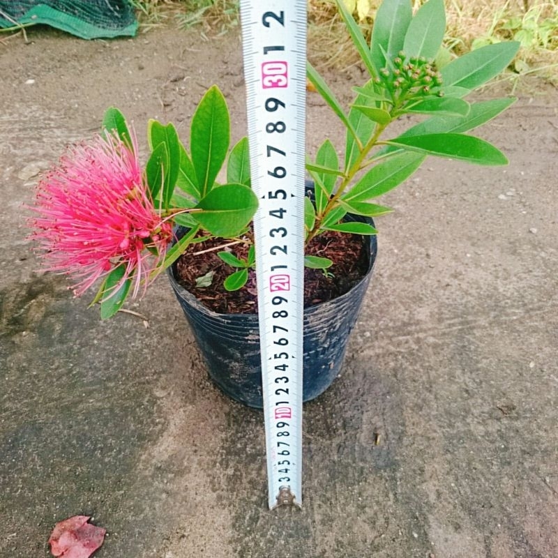 Cây Mai Thái Đỏ