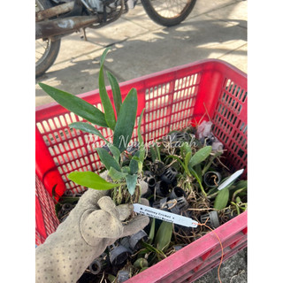 Cattleya Mini Hoa chùm siêng hoa
