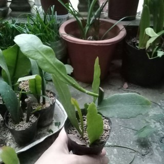 Cây giống dạ quỳnh, cây giao