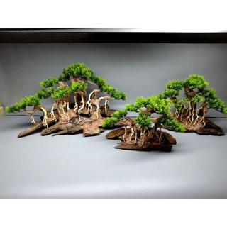 Cây gỗ lũa Bonsai cho hồ cá cảnh