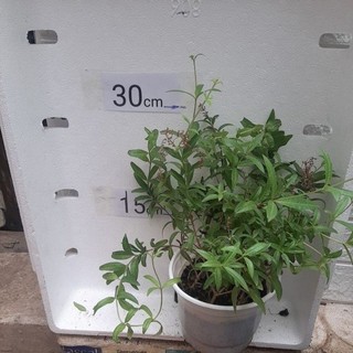 Cây bạc hà Chanh xả Pháp