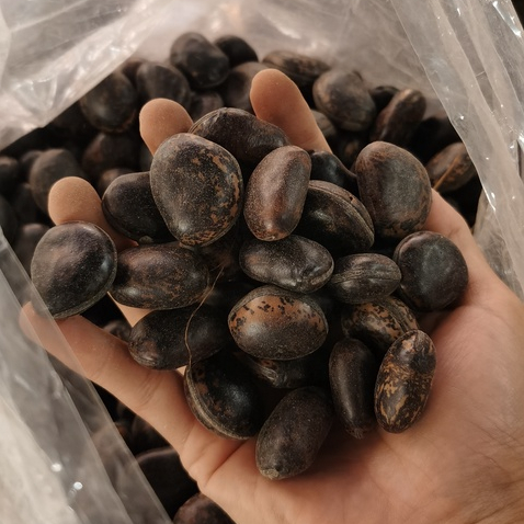 Hạt Đậu Lào, Hạt Hút Nọc Độc (500gram) - Đặc Sản 27