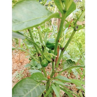 Siêu Kali Bo giúp ra hoa đậu quả 20gr