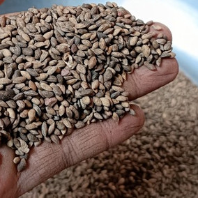 100gram hạt thông caribe