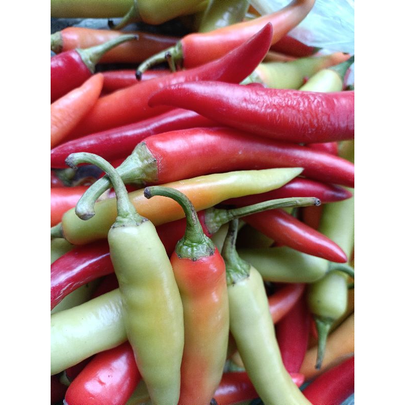 Ớt sừng Huế ớt Ba Tri ớt bống