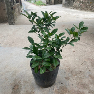 Cây chanh tứ quý (chanh ta) tán xum (Cây như hình)