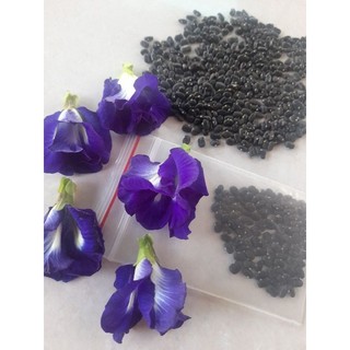 hạt giống hoa đậu biếc kép (30 hạt)