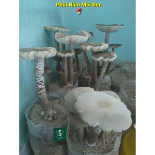 Phôi Nấm Mối Đen (1 kiện 3 bịch)