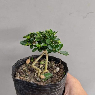 Sam hương INDO dáng QUÁI siêu mini