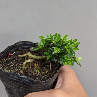 Sam hương INDO dáng QUÁI siêu mini