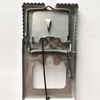 bẫy đập chuột