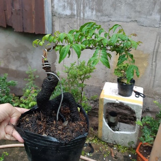 Khế Nhật bonsai Siêu trái