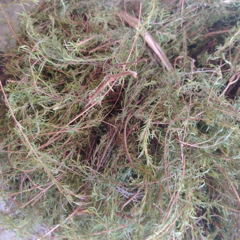 Cây ranh rành  khô dùng cho phụ nữ sau sinh 100g