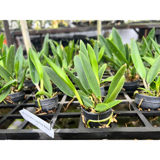 Cattleya Mini Hoa chùm siêng hoa
