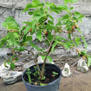 Cây dâu tằm bonsai SIÊU TRÁI