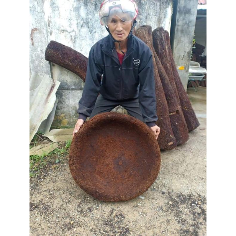 Dớn chậu trồng lan sz 30cm,cao 12-16cm miền Bắc