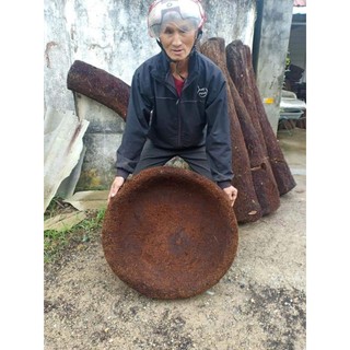 Dớn chậu trồng lan sz 27-30cm,cao 12-16cm miền bắc