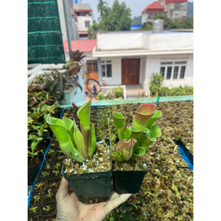 cây bắt mồi , heliamphora minor