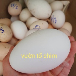 Trứng Ngỗng Ta Sạch nuôi thả tự nhiên , Trứng Gà Sạch - Không tăng trọng - Không tiêm thuôc