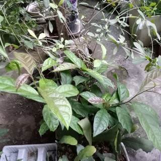 Cây xạ đen nhỡ hoặc 2 cây nhỏ