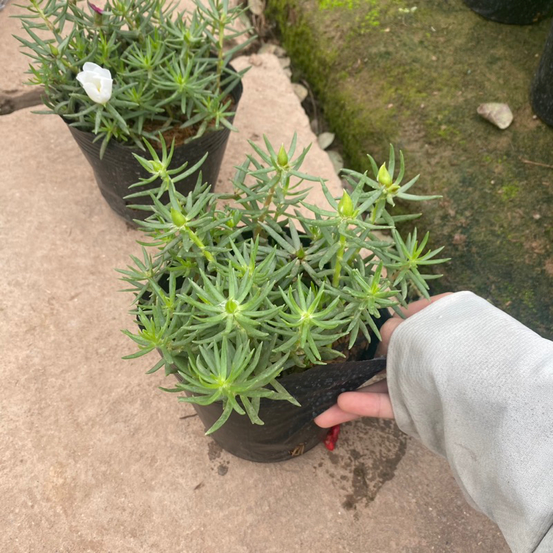 Cây hoa mười giờ mỹ , hoa 10h mỹ đơn đang có nụ và hoa