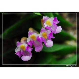 1 khóm lan Chân rết đẹp