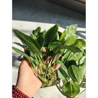 Hoa lan nước thủy sinh /hoa bách thủy tiên cây giống.