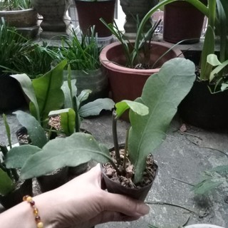 Cây giống dạ quỳnh, cây giao