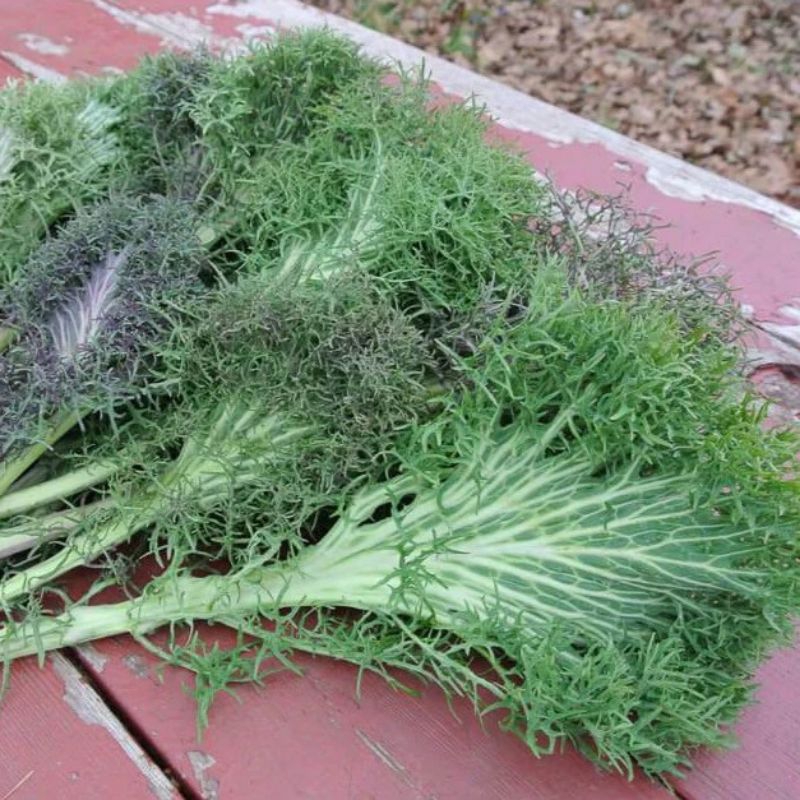 Hạt giống kale lá kim Beary F1