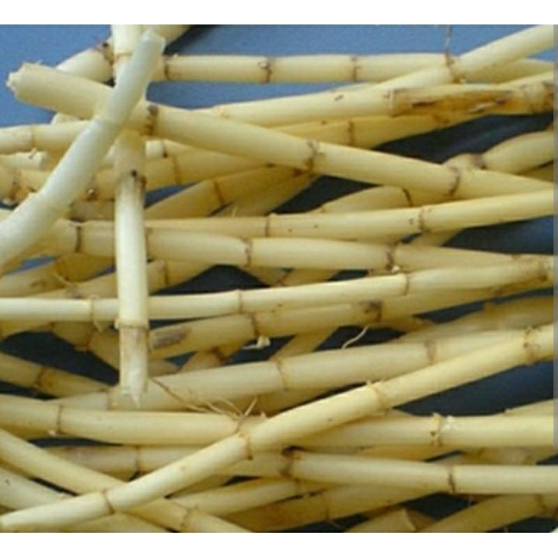 2kg Rễ cỏ tranh , bạch mao căn, đặt hàng mới đi đào phơi khô