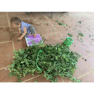 1 kg lá cúc tần đặt hàng mới hái