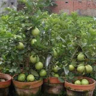 Cây ổi lùn SIÊU TRÁI