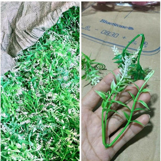 100gr cỏ dấu hỏi ( đã nhặt sạch cọng dư)