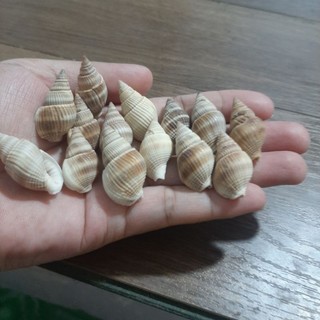 Combo 10 Vỏ Ốc Hương Màu Mini
