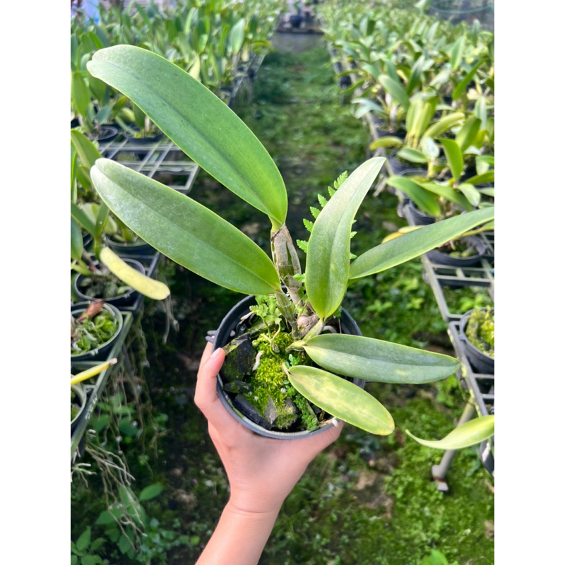 Cattleya Cây trưởng thành  Nhiều màu.