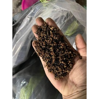 mắc khén rừng tây bắc[chuẩn loại thơm, 3 cánh]