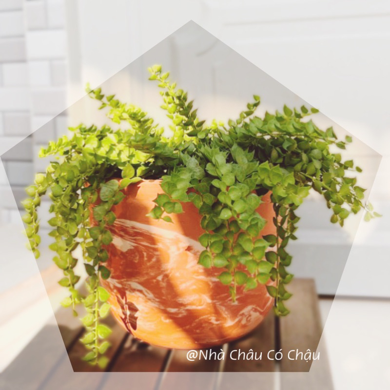 Nhà Châu Có chậu Decor - Chậu đất nung tròn, vân đá Marble