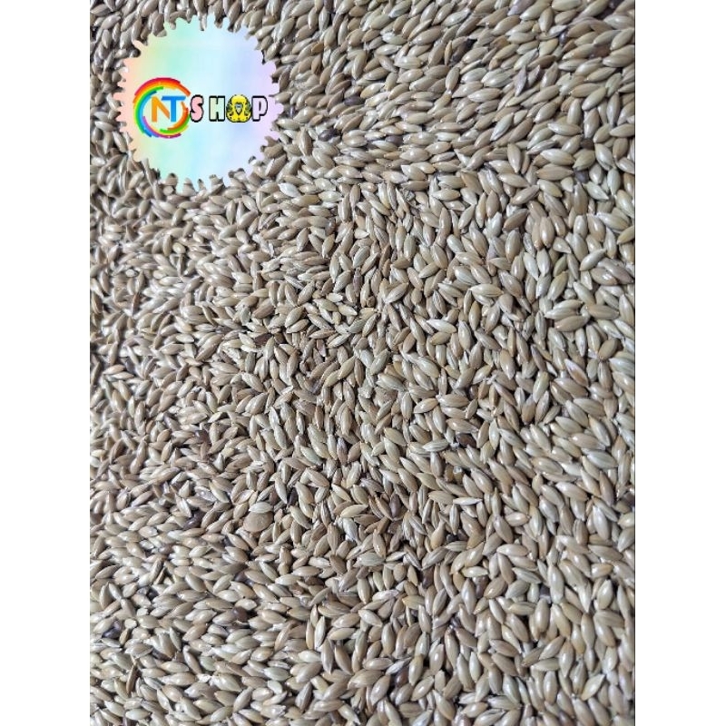 0.5 KÝ ~1 KÝ HẠT LÁNG YẾN GIÀNH CHO CHIM VẸT, BẢY MÀU , YẾN HÓT, HAMSTER,....