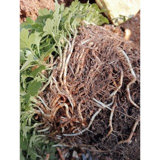Siêu ra rễ 30gr (kích thích phục hồi sinh trưởng)