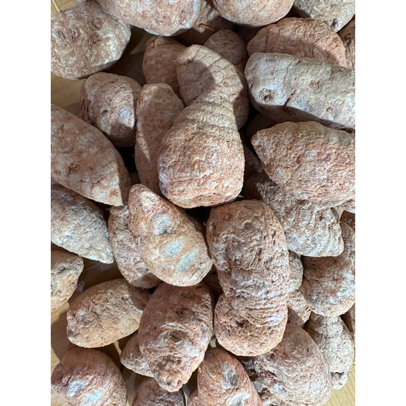 nghệ củ xà cừ đỏ dùng om gà đá