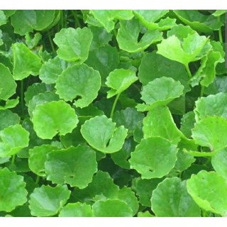 500g rau má sạch, trồng tự nhiên