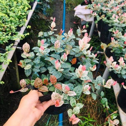 Cây thằn lằn Thái giỏ treo ĐẸP