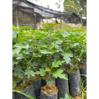 Táo mèo giống