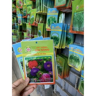 Hạt giống hoa cúc đà lạt - cúc đại đoá cánh to nhiều màu